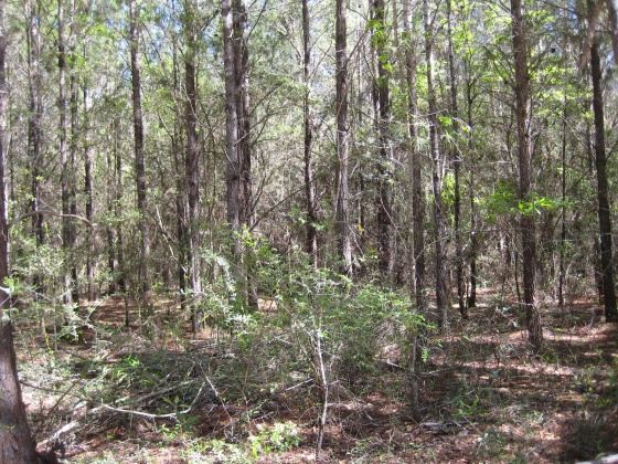 Defuniak Springs, Florida 32433, ,Land,For Sale,Norwood Rd.,794661