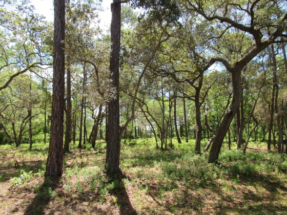 Freeport, Florida 32439, ,Land,For Sale,Cross Creek,797057