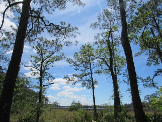 Freeport, Florida 32439, ,Land,For Sale,Cross Creek,797057