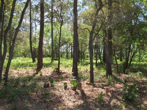 Freeport, Florida 32439, ,Land,For Sale,Cross Creek,797057