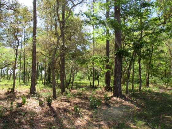 Freeport, Florida 32439, ,Land,For Sale,Cross Creek,797057