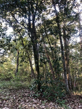 Freeport, Florida 32439, ,Land,For Sale,Tubbs,835071