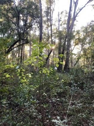 Freeport, Florida 32439, ,Land,For Sale,Tubbs,835071