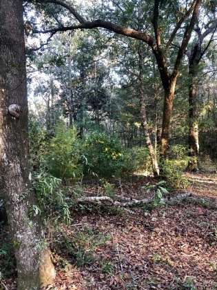 Freeport, Florida 32439, ,Land,For Sale,Tubbs,835071