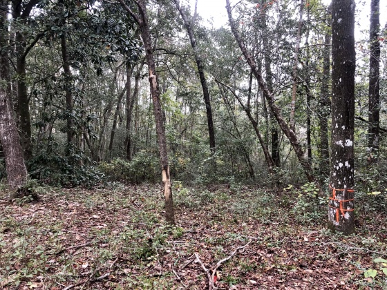 Freeport, Florida 32439, ,Land,For Sale,Tubbs,835071