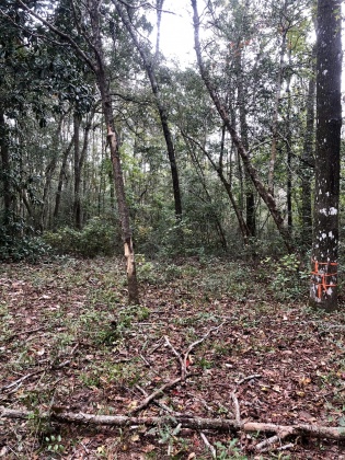 Freeport, Florida 32439, ,Land,For Sale,Tubbs,835071