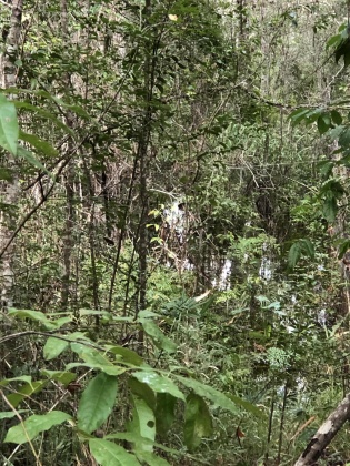 Freeport, Florida 32439, ,Land,For Sale,Tubbs,835071