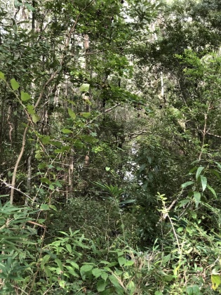 Freeport, Florida 32439, ,Land,For Sale,Tubbs,835071