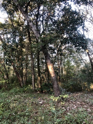 Freeport, Florida 32439, ,Land,For Sale,Tubbs,835071