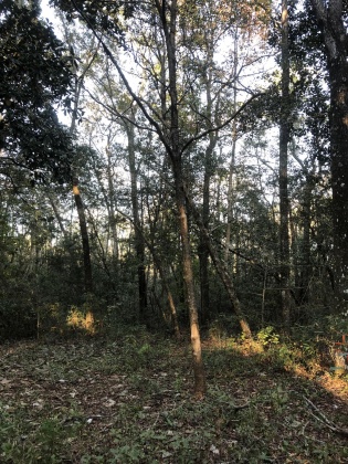 Freeport, Florida 32439, ,Land,For Sale,Tubbs,835071