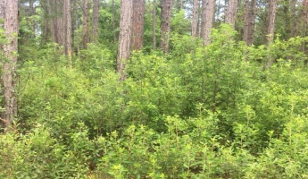 Santa Rosa Beach, Florida 32459, ,Land,For Sale,Quail Park S/D,843499