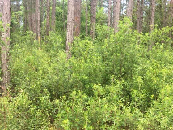 Santa Rosa Beach, Florida 32459, ,Land,For Sale,Quail Park S/D,843499