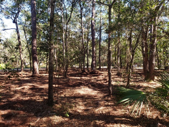 Freeport, Florida 32439, ,Land,For Sale,Wilson,822283