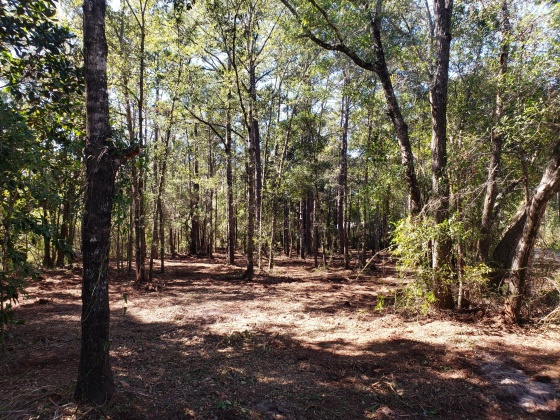 Freeport, Florida 32439, ,Land,For Sale,Wilson,822283