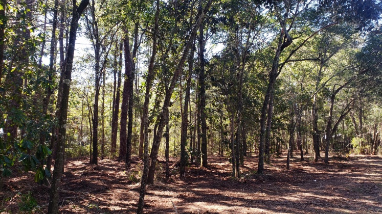 Freeport, Florida 32439, ,Land,For Sale,Wilson,822283