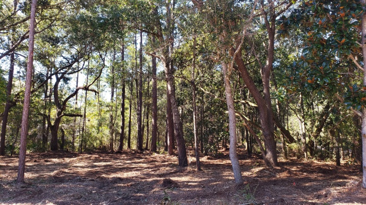 Freeport, Florida 32439, ,Land,For Sale,Wilson,822283