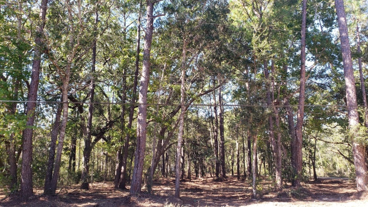 Freeport, Florida 32439, ,Land,For Sale,Wilson,822283