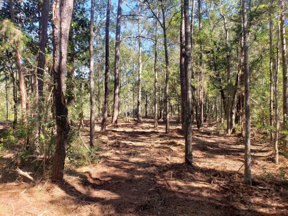 Freeport, Florida 32439, ,Land,For Sale,Wilson,822283