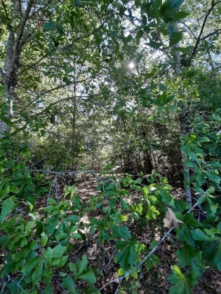 Defuniak Springs, Florida 32433, ,Land,For Sale,Pinewood Drive,845509