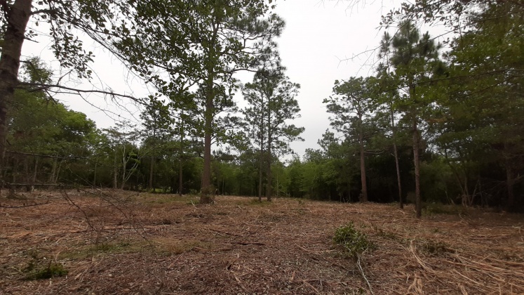 Defuniak Springs, Florida 32433, ,Land,For Sale,Pinewood Drive,845509