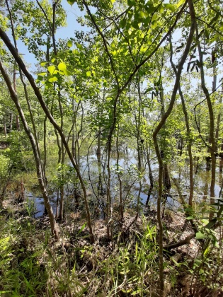 Defuniak Springs, Florida 32433, ,Land,For Sale,Pinewood Drive,845509