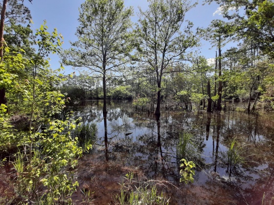 Defuniak Springs, Florida 32433, ,Land,For Sale,Pinewood Drive,845509