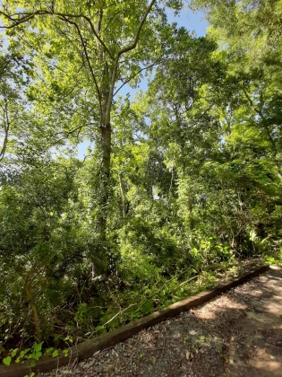 Freeport, Florida 32439, ,Land,For Sale,Waterview Cove Drive,845668