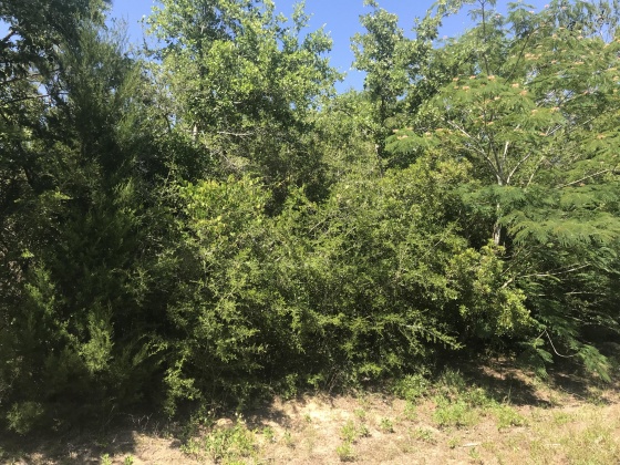 Defuniak Springs, Florida 32433, ,Land,For Sale,Bass,846181