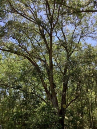 Ponce De Leon, Florida 32455, 3 Bedrooms Bedrooms, ,2 BathroomsBathrooms,Residential,For Sale,FL-81,846609