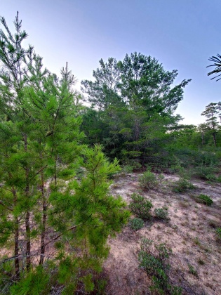 Crestview, Florida 32539, ,Land,For Sale,Tulip,848915