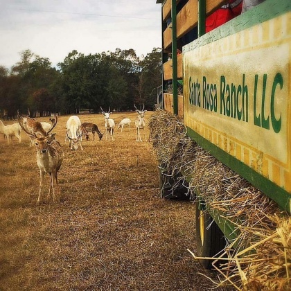 Jay, Florida 32565, ,Commercial for Sale,For Sale,Highway 178,850131