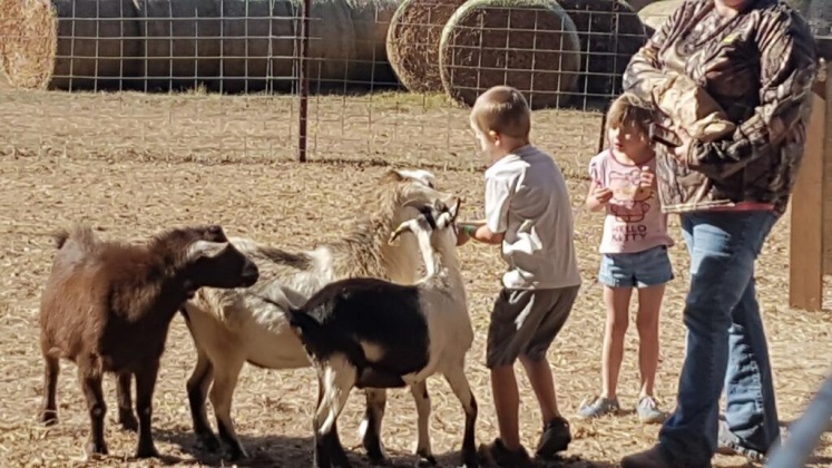 Jay, Florida 32565, ,Commercial for Sale,For Sale,Highway 178,850131