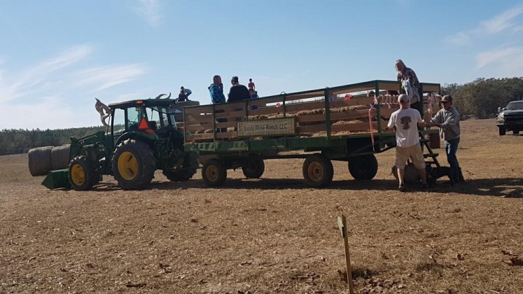 Jay, Florida 32565, ,Commercial for Sale,For Sale,Highway 178,850131