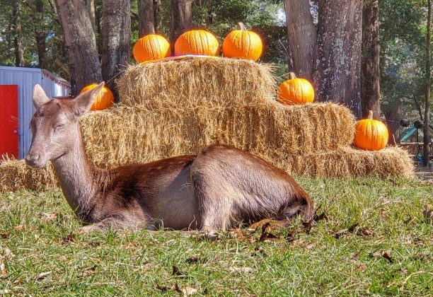 Jay, Florida 32565, ,Commercial for Sale,For Sale,Highway 178,850131