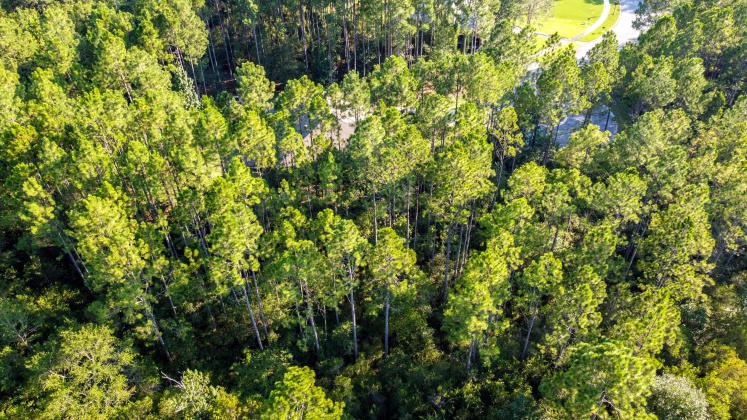 Freeport, Florida 32439, ,Land,For Sale,Symphony,852173