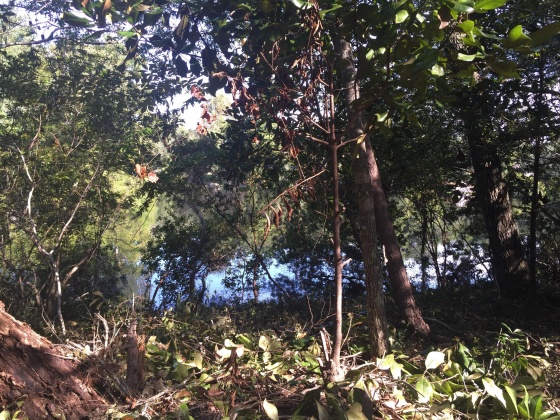 Freeport, Florida 32439, ,Land,For Sale,Kathy,852670