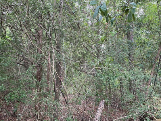 Defuniak Springs, Florida 32435, ,Land,For Sale,US HWY 331,853709