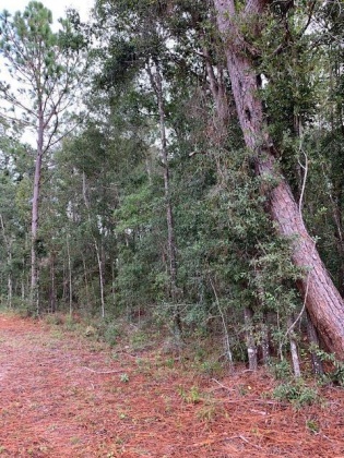 Ponce De Leon, Florida 32455, ,Land,For Sale,Blue Creek Rd,807483