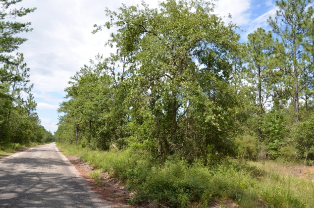Defuniak Springs, Florida 32433, ,Land,For Sale,Watson,855378