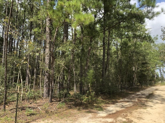 Freeport, Florida 32439, ,Land,For Sale,Weed Patch,855876