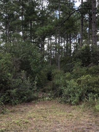 Freeport, Florida 32439, ,Land,For Sale,Weed Patch,855876