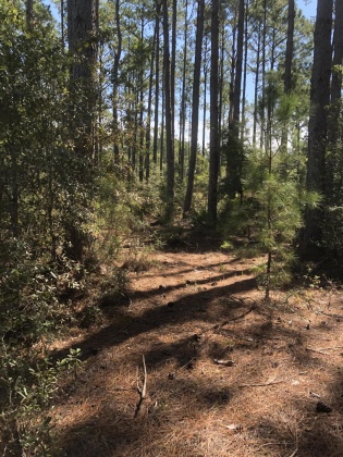 Freeport, Florida 32439, ,Land,For Sale,Weed Patch,855876