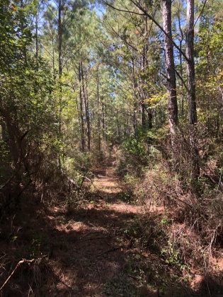 Freeport, Florida 32439, ,Land,For Sale,Weed Patch,855876
