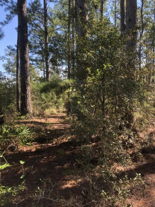 Freeport, Florida 32439, ,Land,For Sale,Weed Patch,855876
