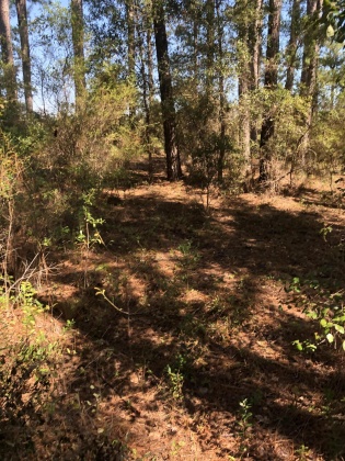 Freeport, Florida 32439, ,Land,For Sale,Weed Patch,855876