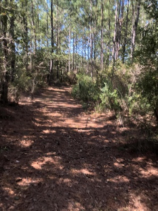 Freeport, Florida 32439, ,Land,For Sale,Weed Patch,855876