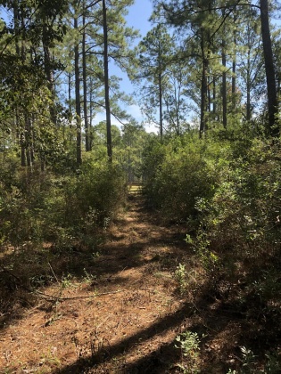 Freeport, Florida 32439, ,Land,For Sale,Weed Patch,855876