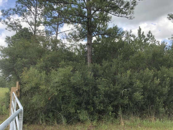 Freeport, Florida 32439, ,Land,For Sale,Weed Patch,855876