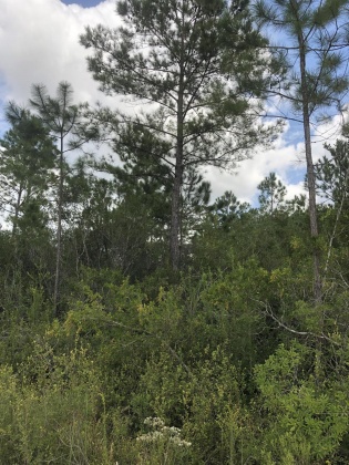 Freeport, Florida 32439, ,Land,For Sale,Weed Patch,855876
