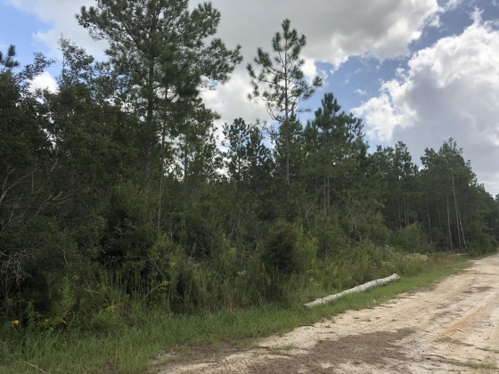 Freeport, Florida 32439, ,Land,For Sale,Weed Patch,855876
